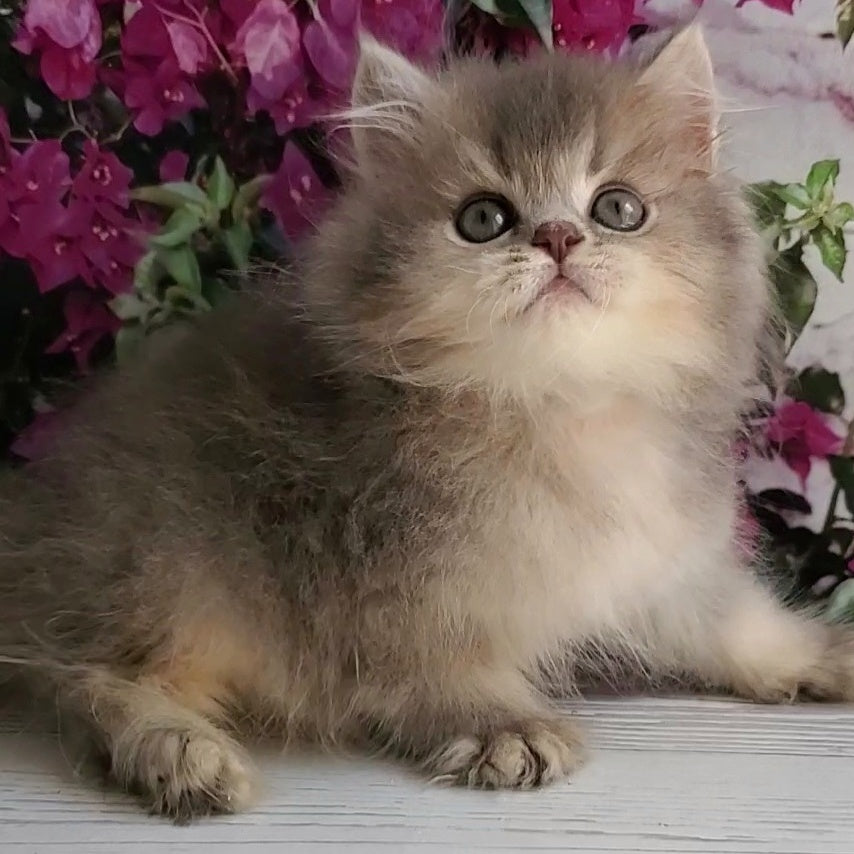 Cherry British Longhair female, blue golden ticked tabby
