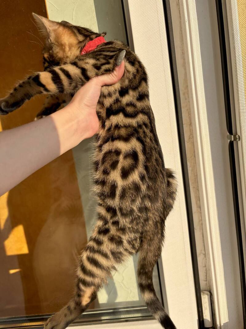 Lily Bengal female black spotted tabby - live animals