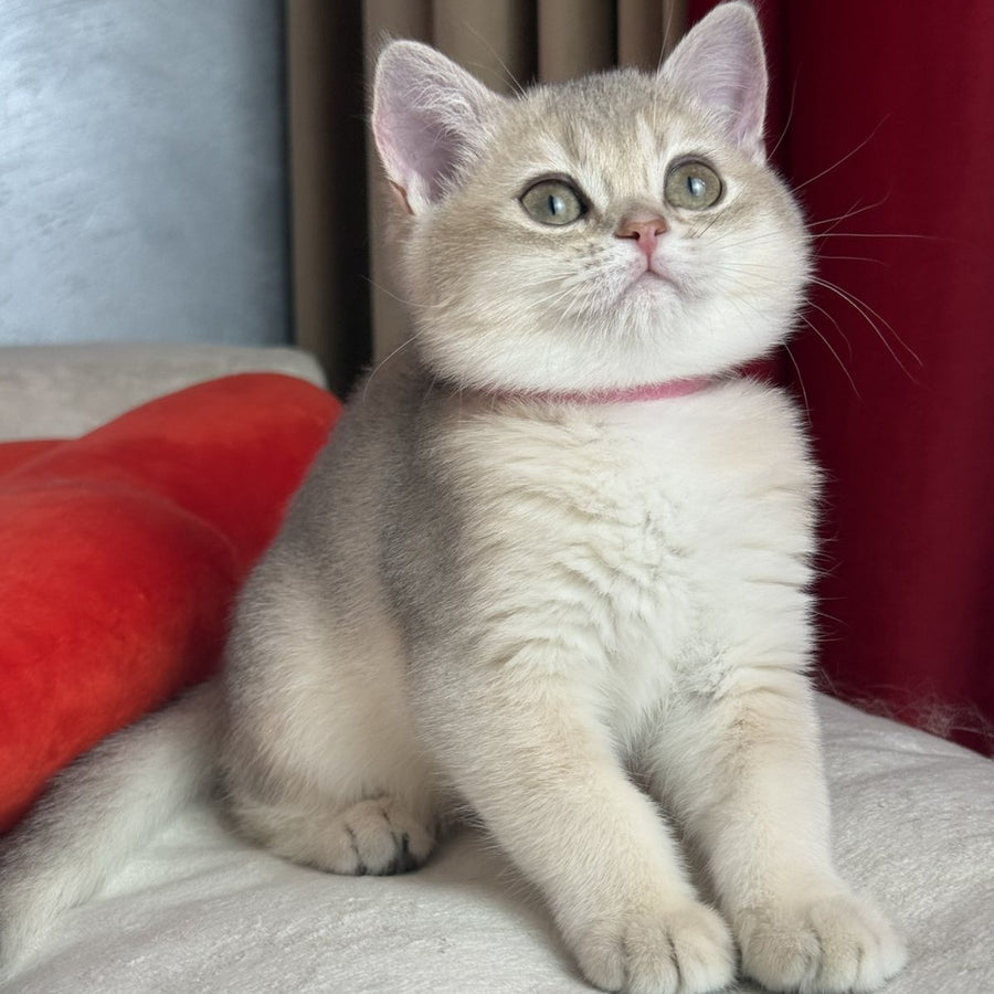 Elpati Scottish Straight female, blue golden shaded