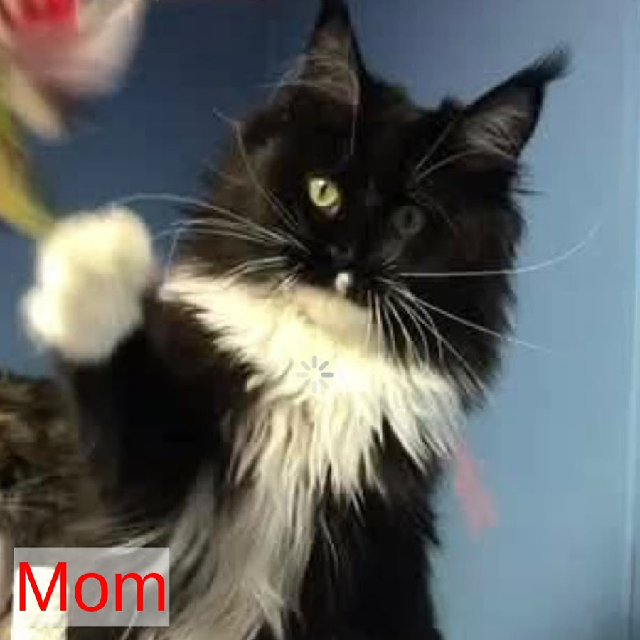 Diadema Maine Coon female, black tortie bicolour