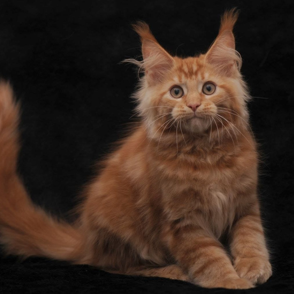 Rеу Maine Coon male, red