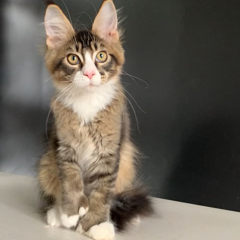 Onyx Maine Coon polydactyl 6x6x6x6 male, black ticked tabby with white