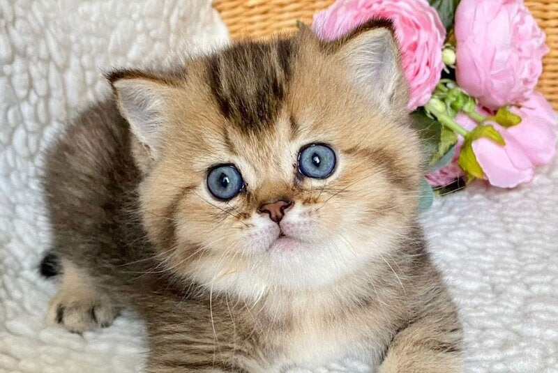 Unka British Shorthair male, black golden ticked tabby