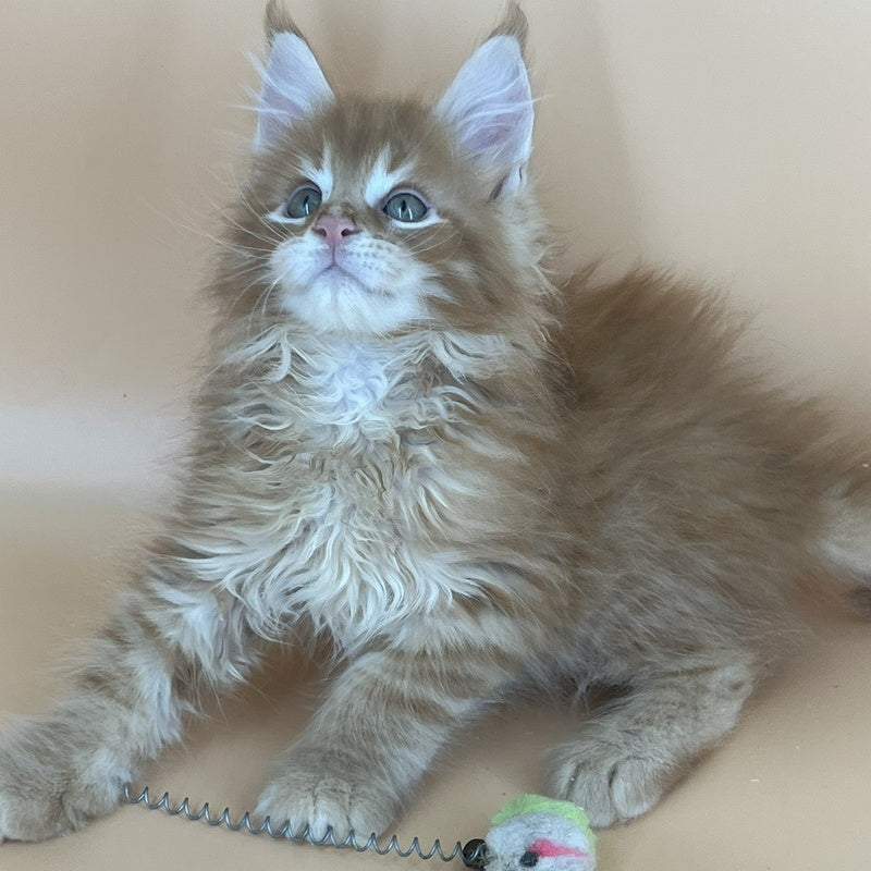Brian Maine Coon male, red tabby