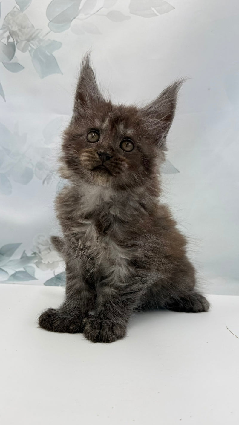 Archibald Maine Coon polydactyl male, black silver