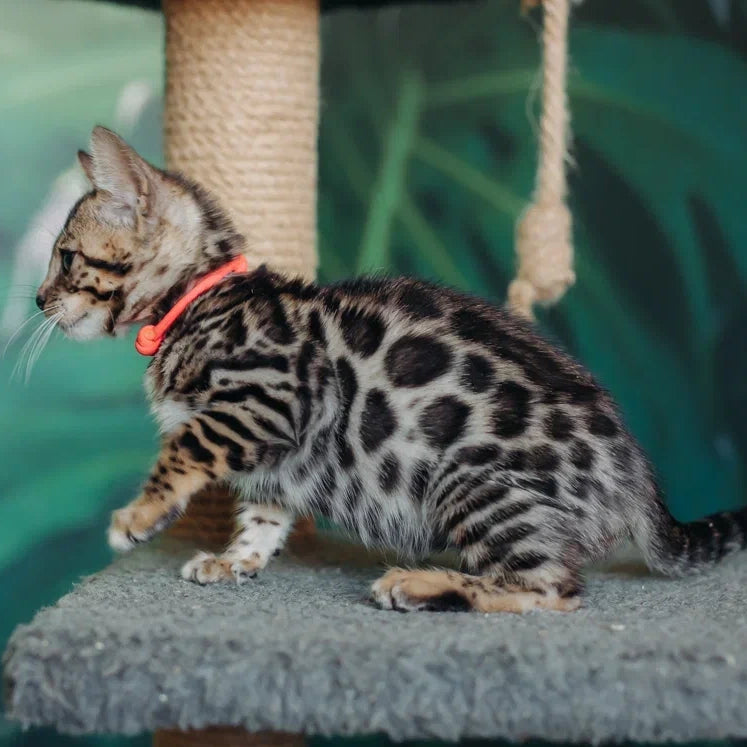 Flora Bengal female, black spotted tabby