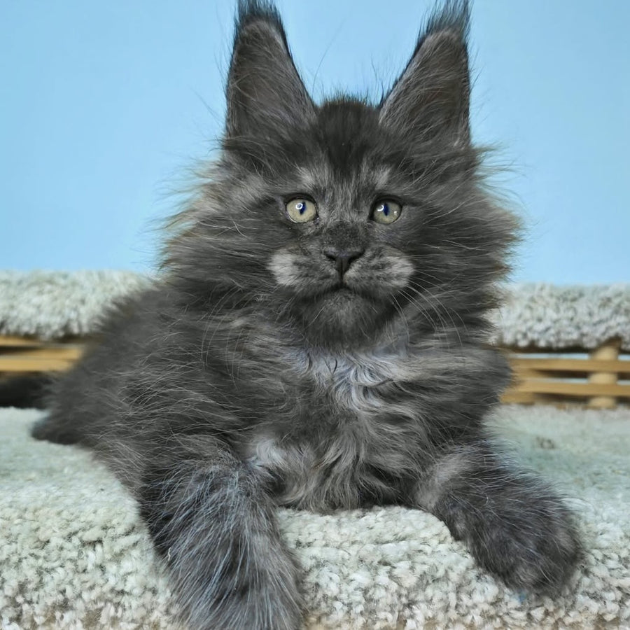 Harry Maine Coon male, black silver