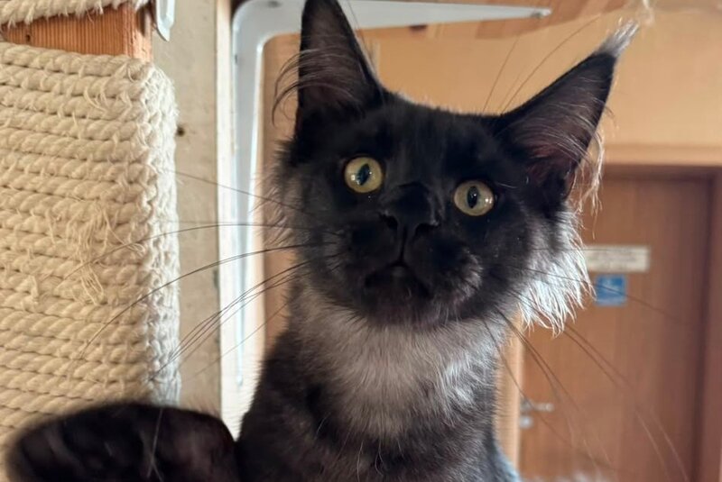 Horus Maine Coon male, black silver