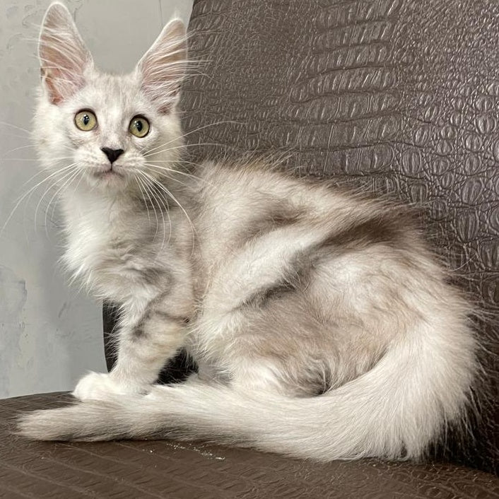 Kira Maine Coon female, black silver bicolour ticked tabby