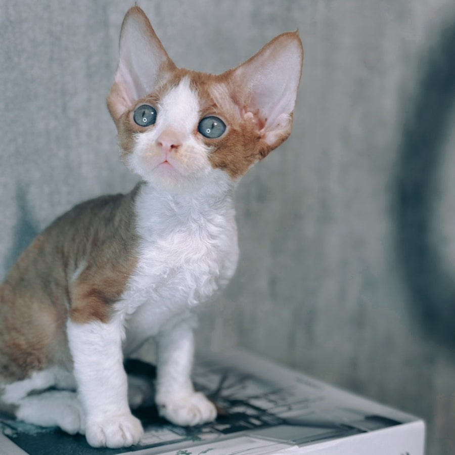 Mars Devon Rex male, cinnamon bicolour