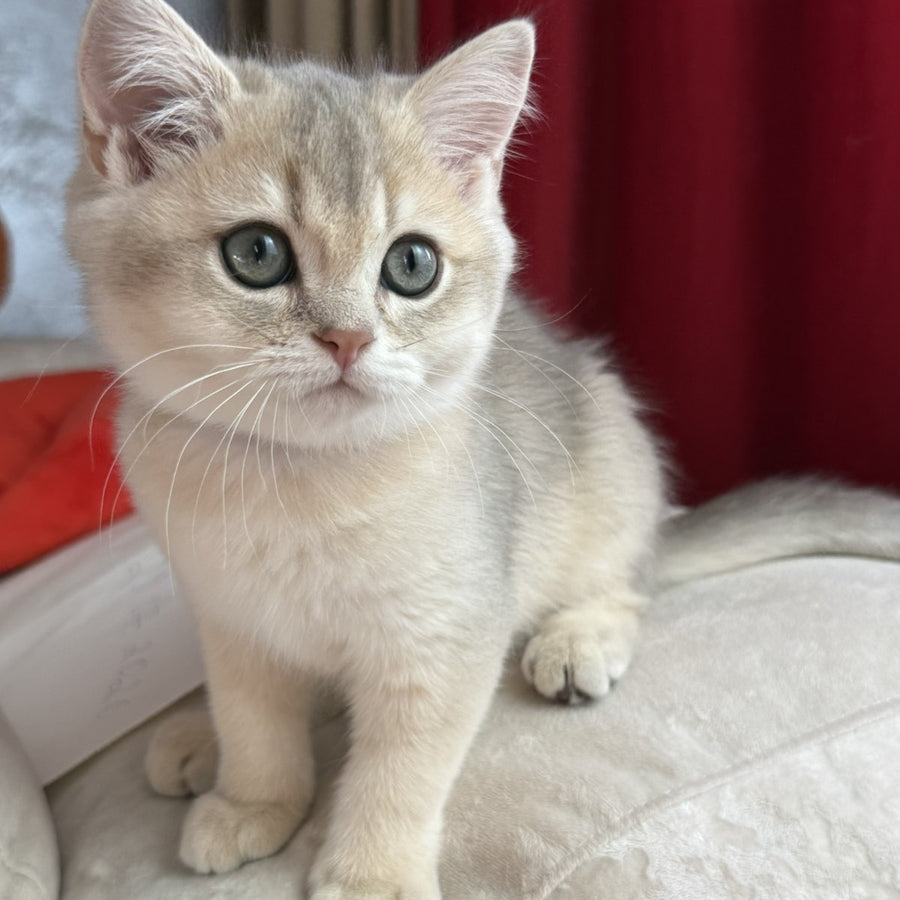 Erik Scottish Straight male, blue golden shaded