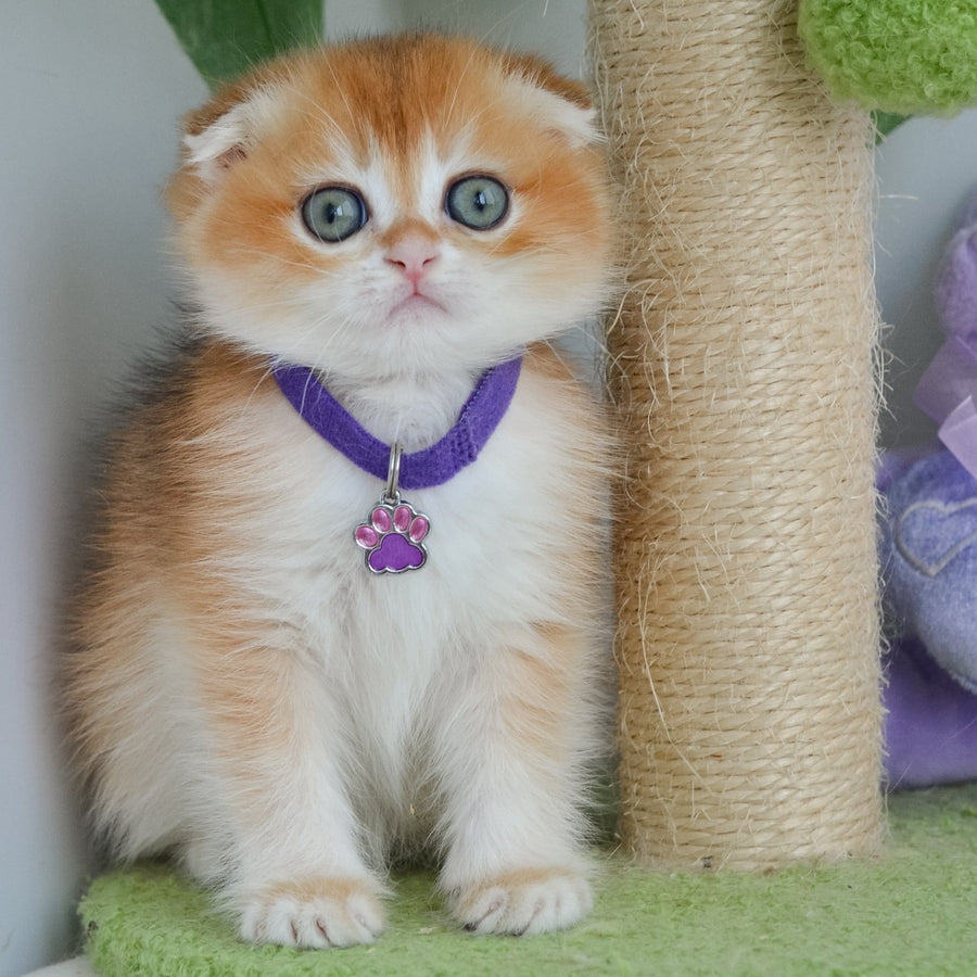 Hector Scottish Fold male, black golden chinchilla