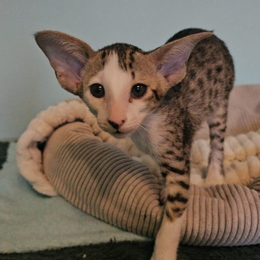 Vicki Oriental Shorthair female, black bicolour spotted tabby