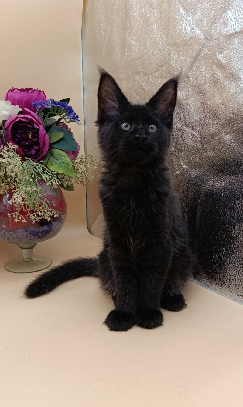 Iris Maine Coon female black silver - live animals