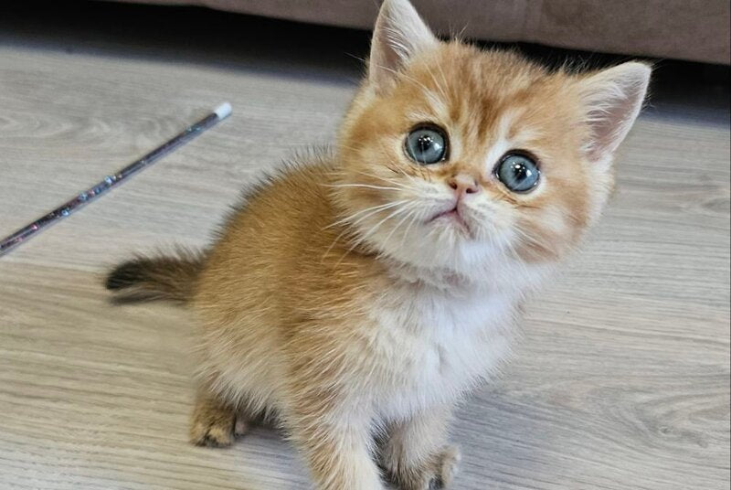 Ophelia Scottish Straight female, black golden ticked tabby