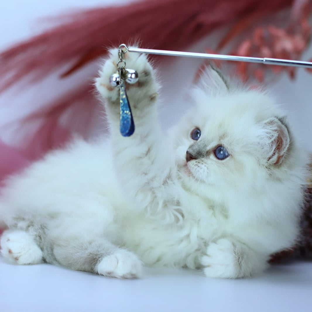 Hennessy Siberian male, blue with white tabby pointed