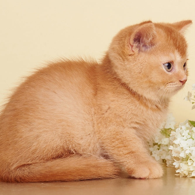 Puffy British Shorthair male, red