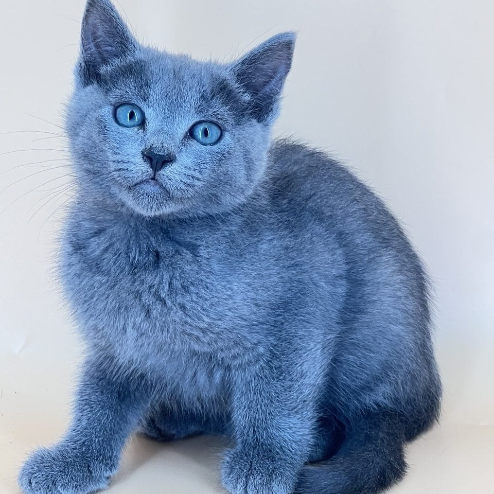 Kai Russian Blue male, blue