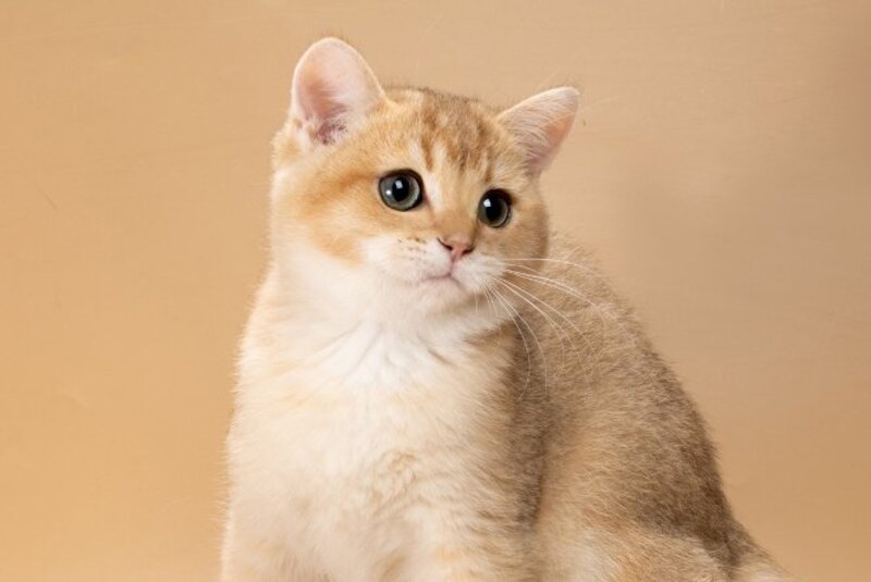 Simon British Shorthair male, black golden shaded