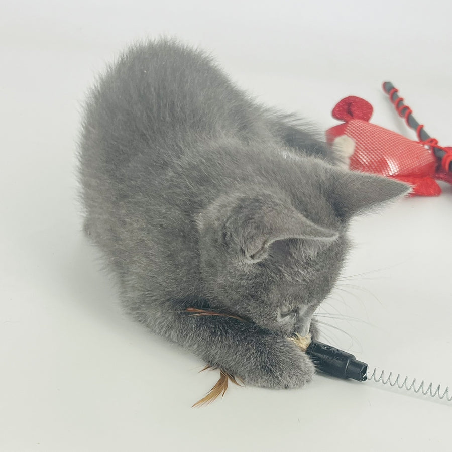 Aisha Russian Blue female, blue