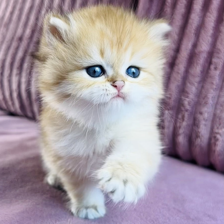 Jasmine British Longhair female, black golden spotted tabby