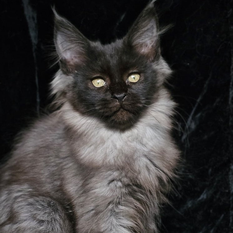 Isabel Maine Coon female, black silver