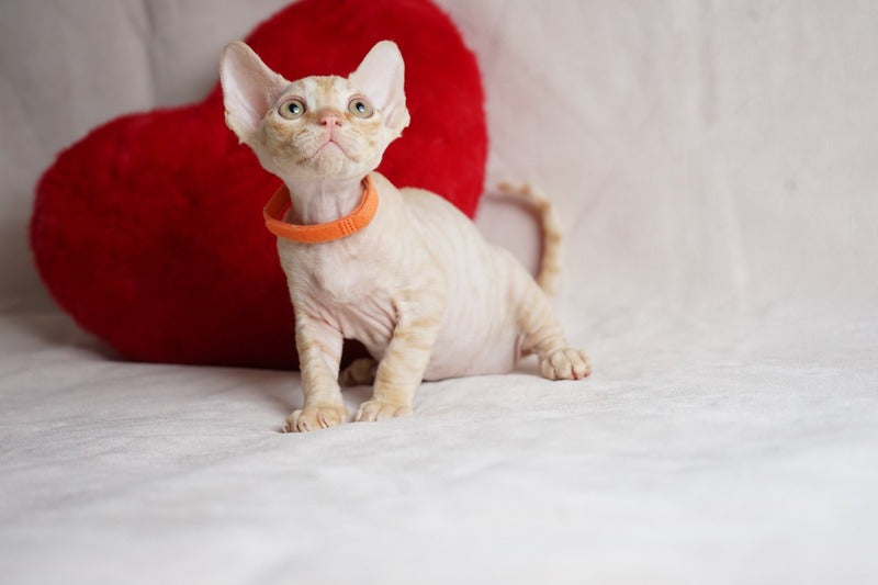 Leo Devon Rex male red - live animals
