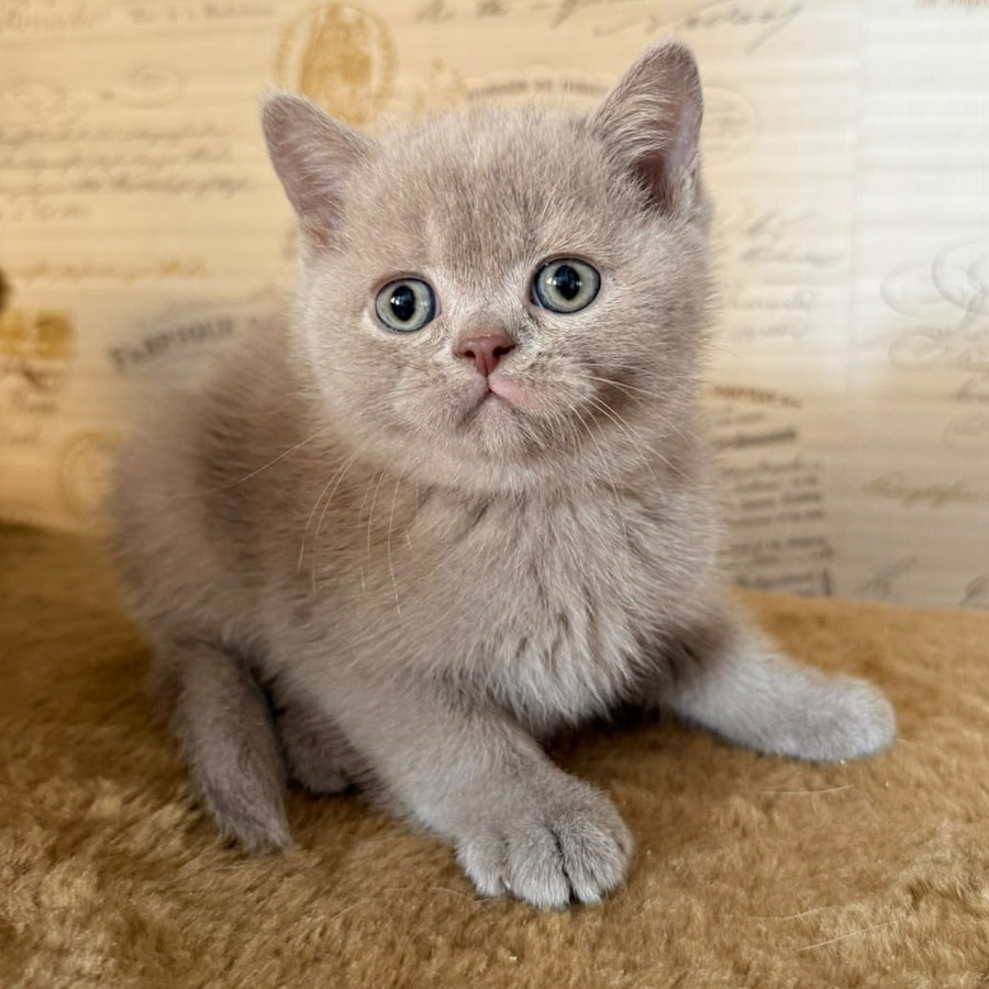 Xavier British Shorthair male, lilac