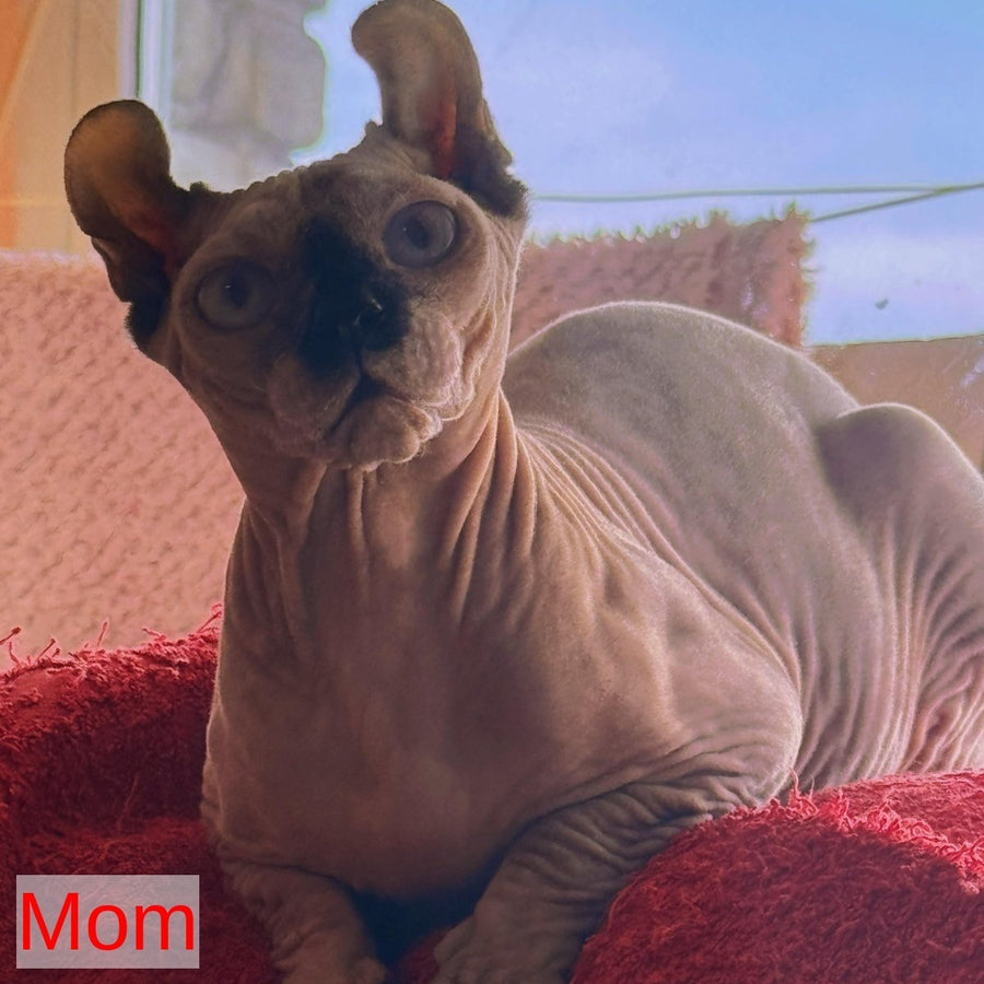 Alice Canadian Sphynx female, black tortie pointed