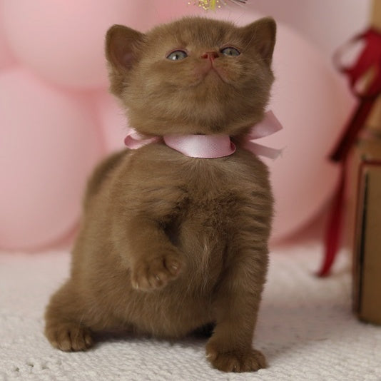 Luna British Shorthair female, cinnamon