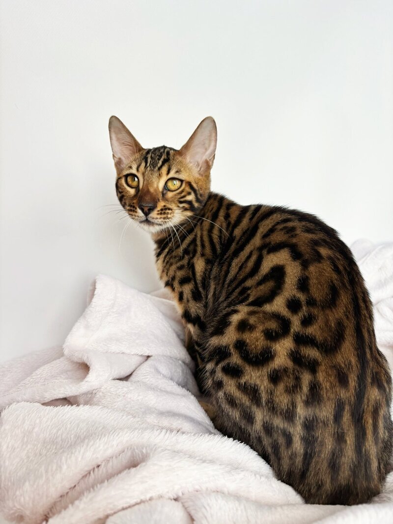 Lily Bengal female black spotted tabby - live animals