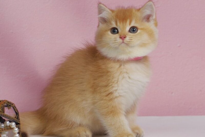 Uilliam British Shorthair male, black golden ticked tabby