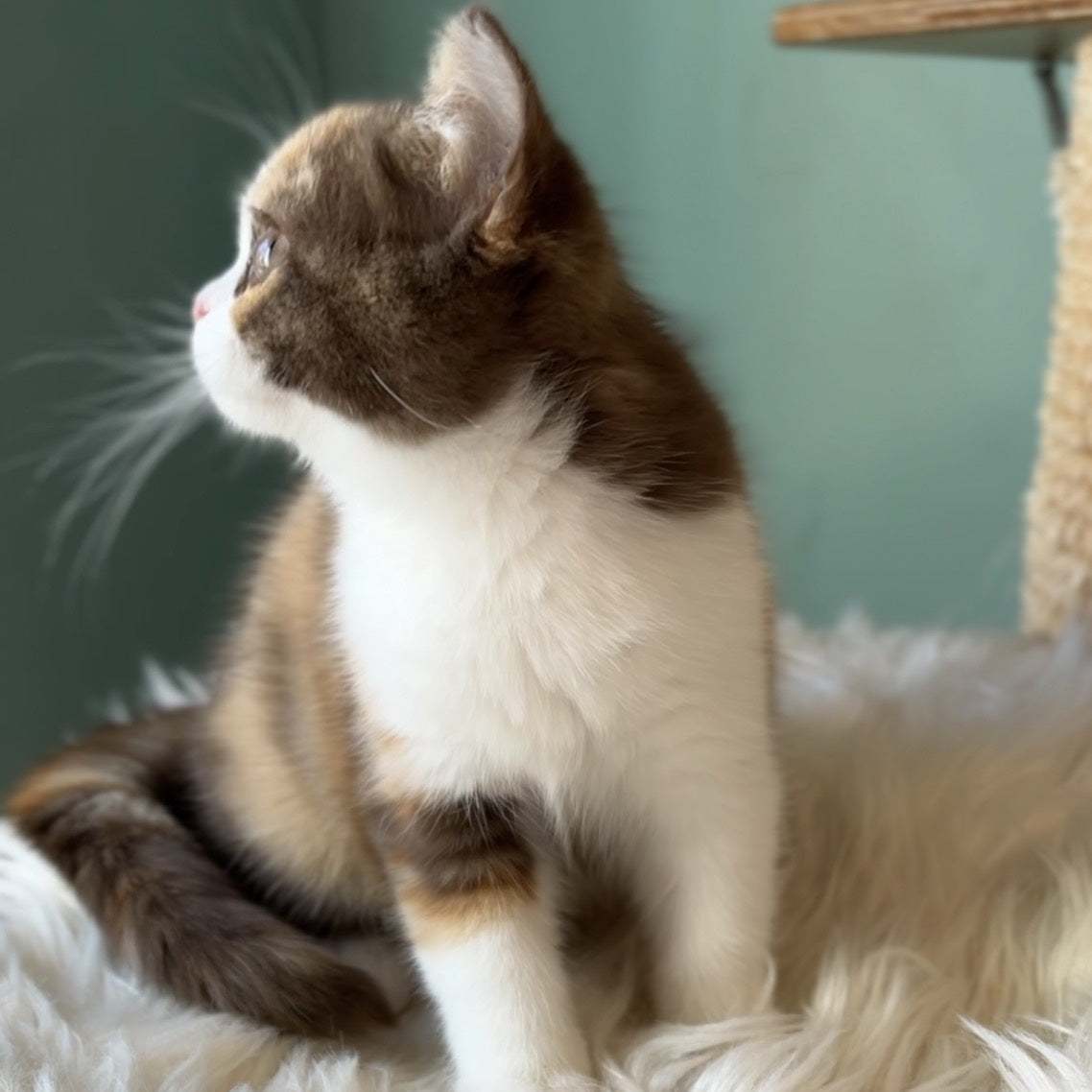 Enigma British Shorthair female, chocolate tortie bicolour