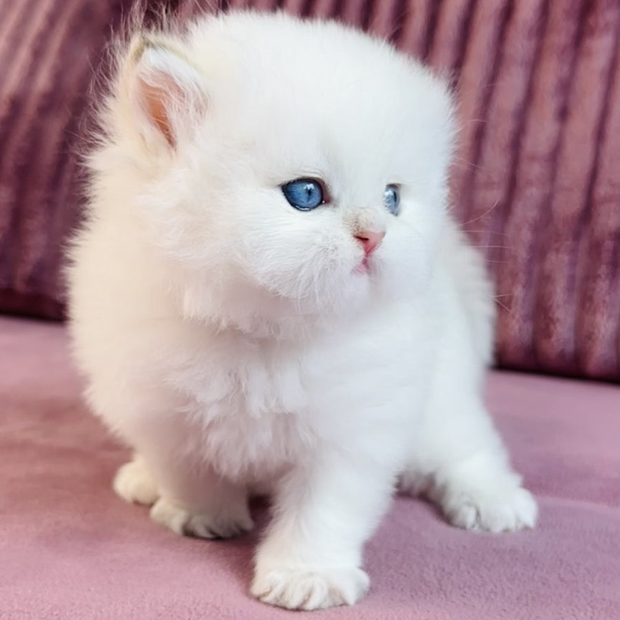 Imperial Leo British Longhair male, blue golden chinchilla pointed