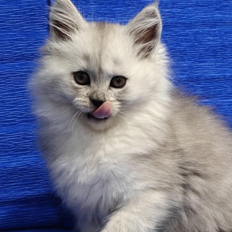 Nora Maine Coon female, black silver