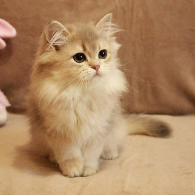 Olivia British Longhair female, blue golden shaded