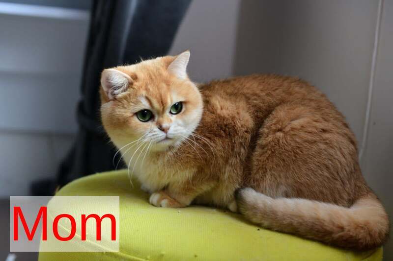 Bailey British Shorthair female, black golden chinchilla