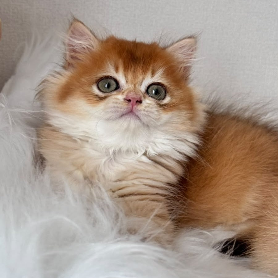 Zolton British Longhair male, chocolate golden chinchilla