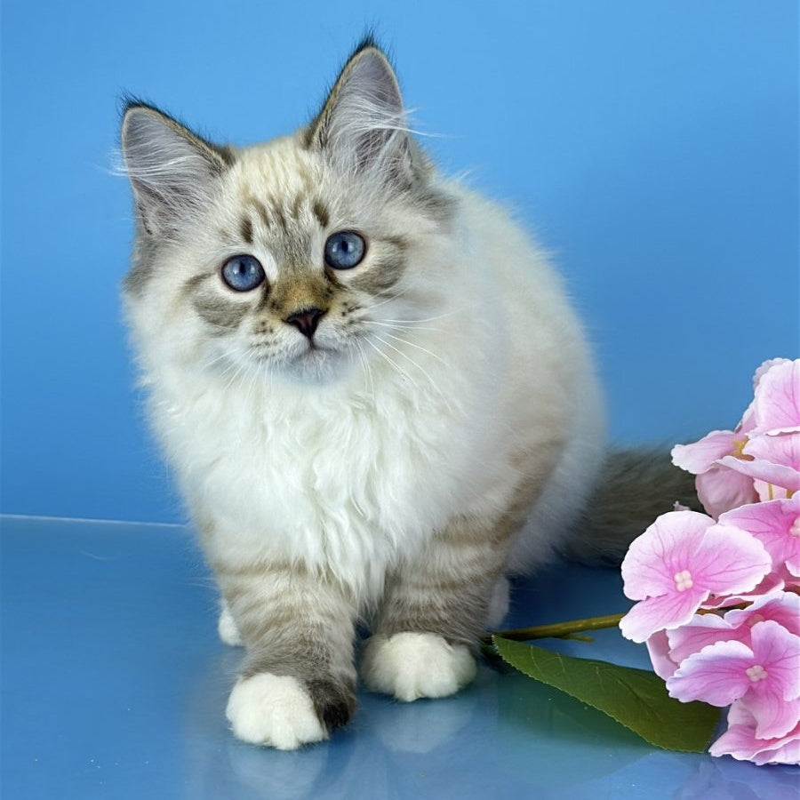 Arctic Siberian male, black tabby pointed bicolour