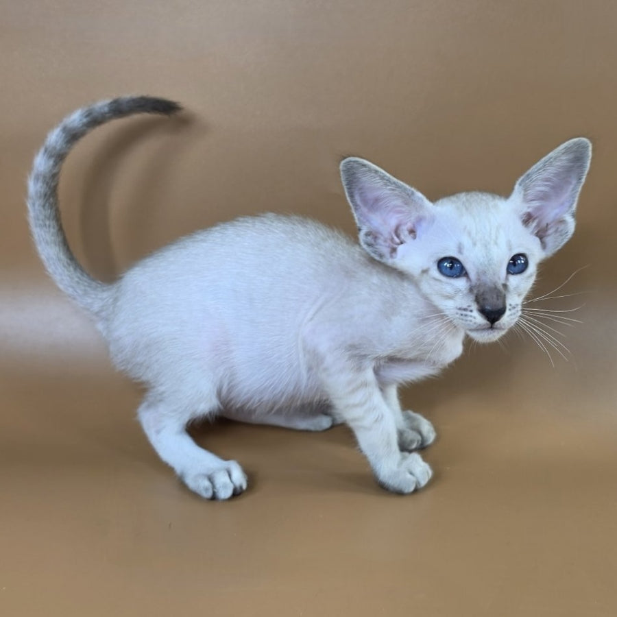 Yasmin Siamese female, black spotted tabby