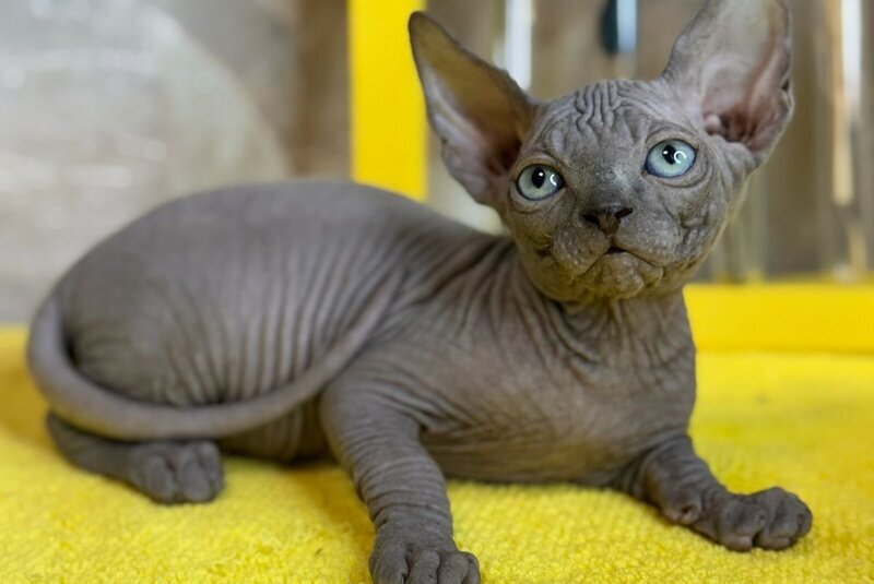 Gucci Canadian Sphynx male, blue