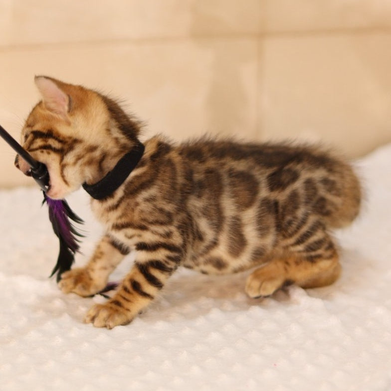 Xavier Bengal male, black spotted tabby