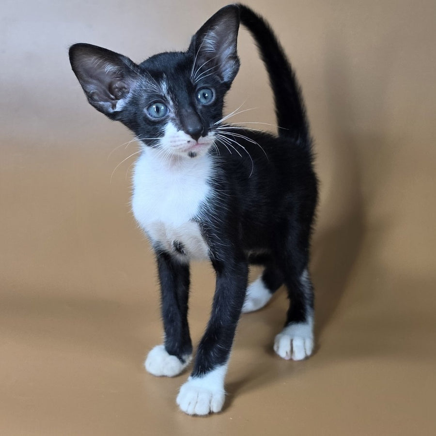 Daphne Oriental Shorthair female, black bicolour