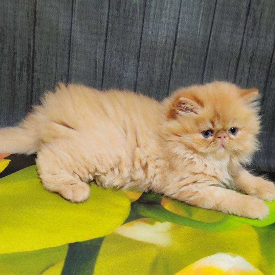 Nilson Persian male, red tabby