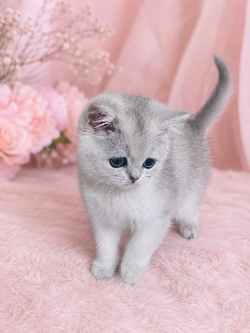 Fiona Scottish Straight female, black silver shaded