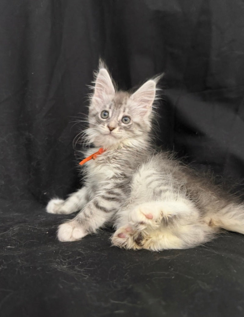 Zoryana Maine Coon female, blue silver tabby with white