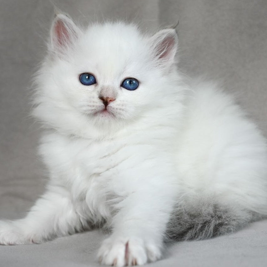 Holli Siberian female, blue tortie tabby pointed