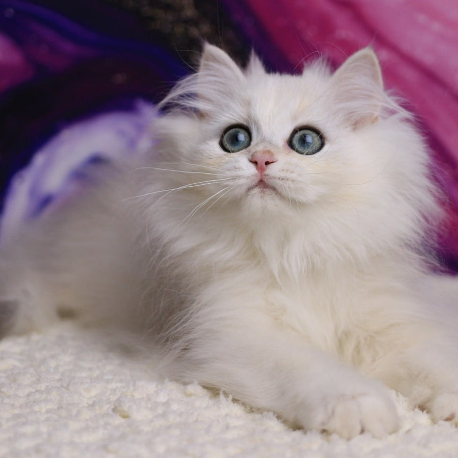 York British Longhair male, black silver chinchilla
