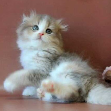 Freya Scottish Fold female, blue tortie golden shaded bicolour