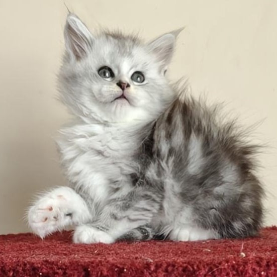 Happy Maine Coon female, black silver ticked tabby with white